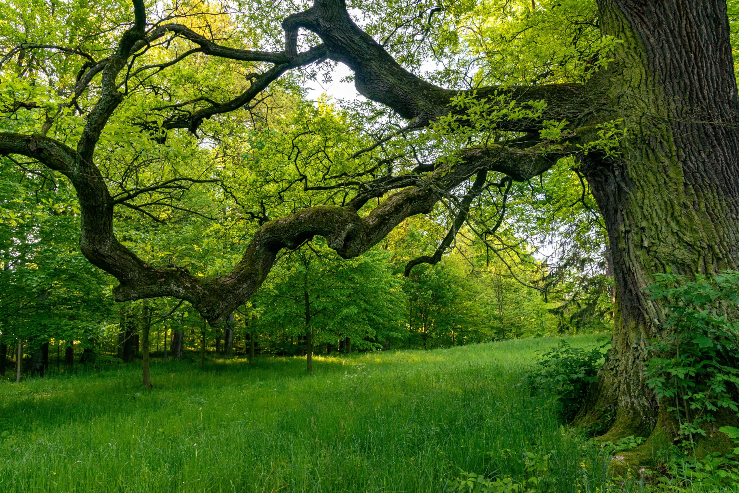 Explore the serene and vibrant beauty of a sprawling oak tree in a lush green forest, perfect for nature lovers.